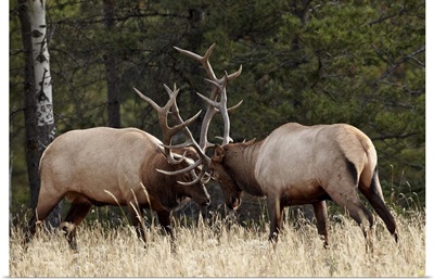 Two bull elk sparring during the rut, Jasper National Park, Alberta, Canada