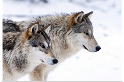 Two Sub Adult North American Timber Wolves In Snow, Austria