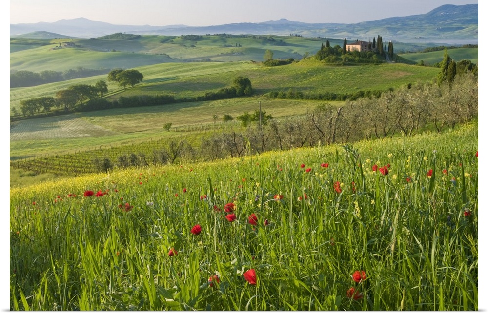 Val d'Orcia showing Belvedere and rolling Tuscan countryside, Tuscany, Italy