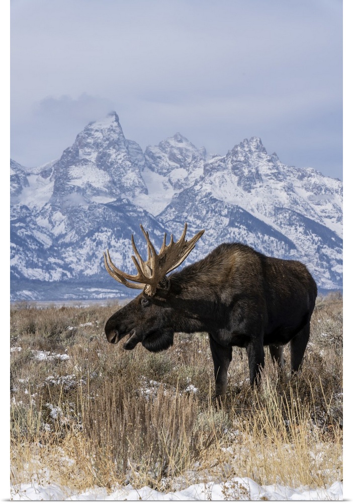 Vertical of bull moose (Alces alces), in front Grand Teton peak, Grand Teton National Park, Wyoming, United States of Amer...