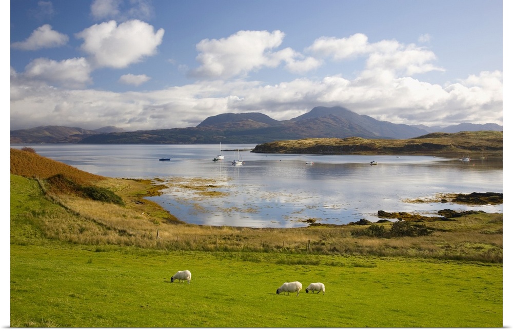 View across harbour to the Sound of Sleat and hills of the Knoydart Peninsula, sheep grazing, Isleornsay, Isle of Skye, Hi...