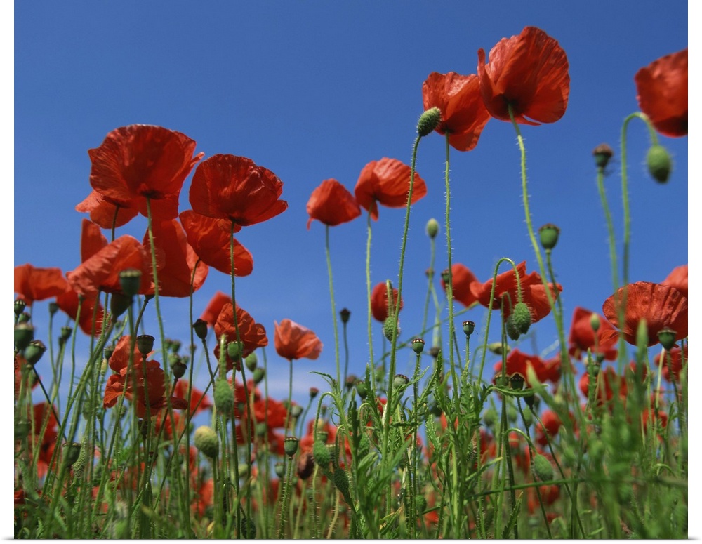 View close-up of red poppies in flower in a field in Cambridgeshire, England