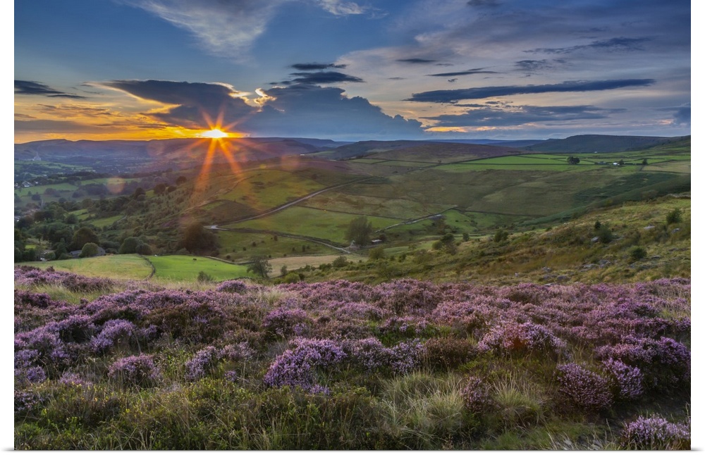View of flowering heather on Stanage Edge and Hope Valley at sunset, Hathersage, Peak District National Park, Derbyshire, ...