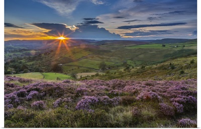 View Of Flowering Heather On Stanage Edge And Hope Valley At Sunset, Derbyshire, England