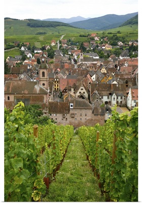 View over the village of Riquewihr and vineyards in the Wine Route area, Alsace, France
