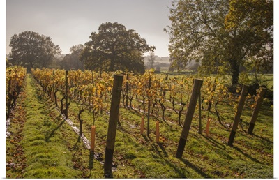 Vineyard, Chapel Down Winery, near Tenterden, Kent, England