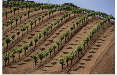 Vineyard, Napa Valley, California, USA