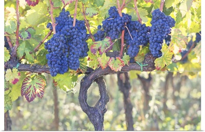 Vineyards Of Sagrantino Di Montefalco In Autumn, Umbria, Italy
