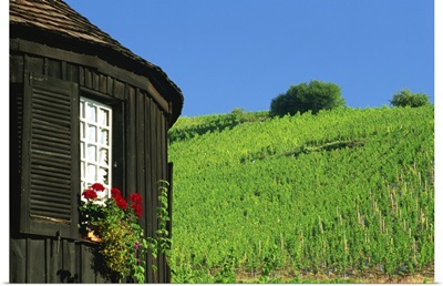 Vineyards on hillside behind circular timbered house, Alsace, France