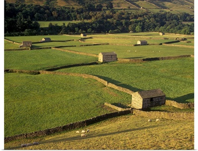 Walled fields and barns, Yorkshire Dales National Park, Yorkshire, England