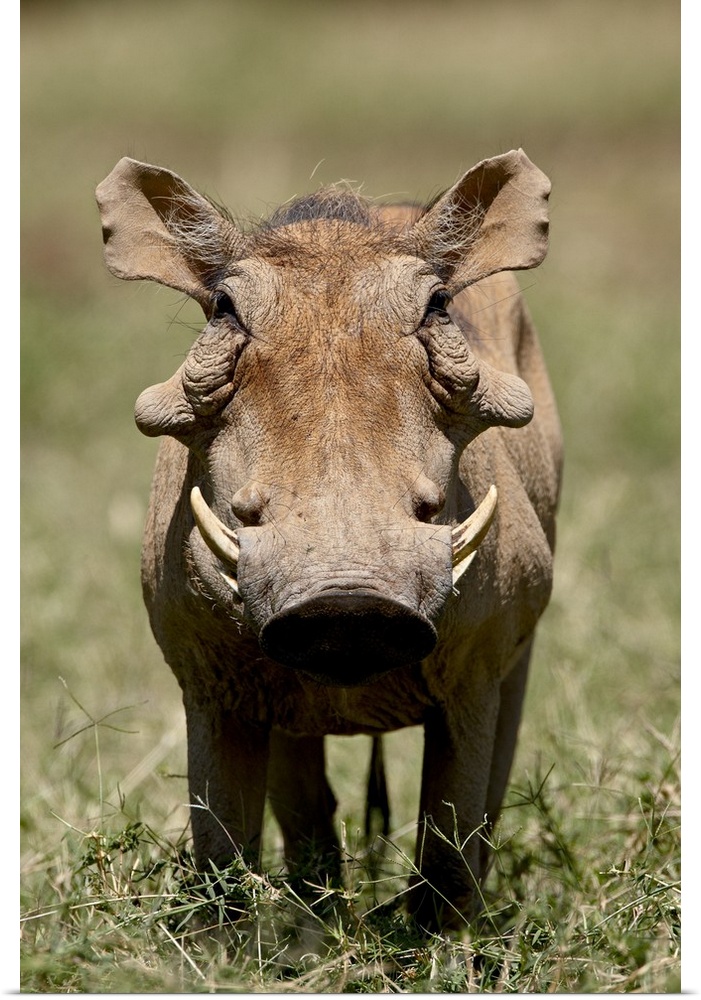 Warthog, Samburu National Reserve, Kenya, Africa