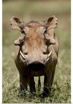 Warthog, Samburu National Reserve, Kenya, Africa
