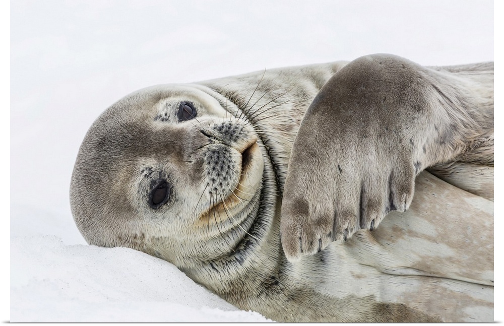 Weddell seal (Leptonychotes weddellii) resting on ice at Half Moon Island, South Shetland Island Group, Antarctica, Polar ...