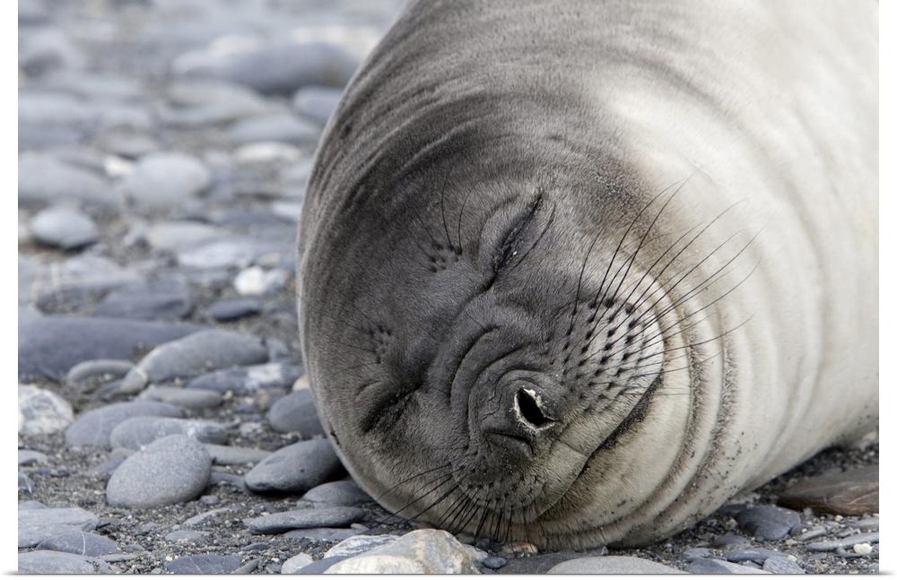Weddell seal (Leptonychotes weddellii), Salisbury Plain, South Georgia, Antarctic, Polar Regions