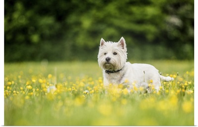 West Highland Terrier standing in a field of yellow flowers, United Kingdom, Europe