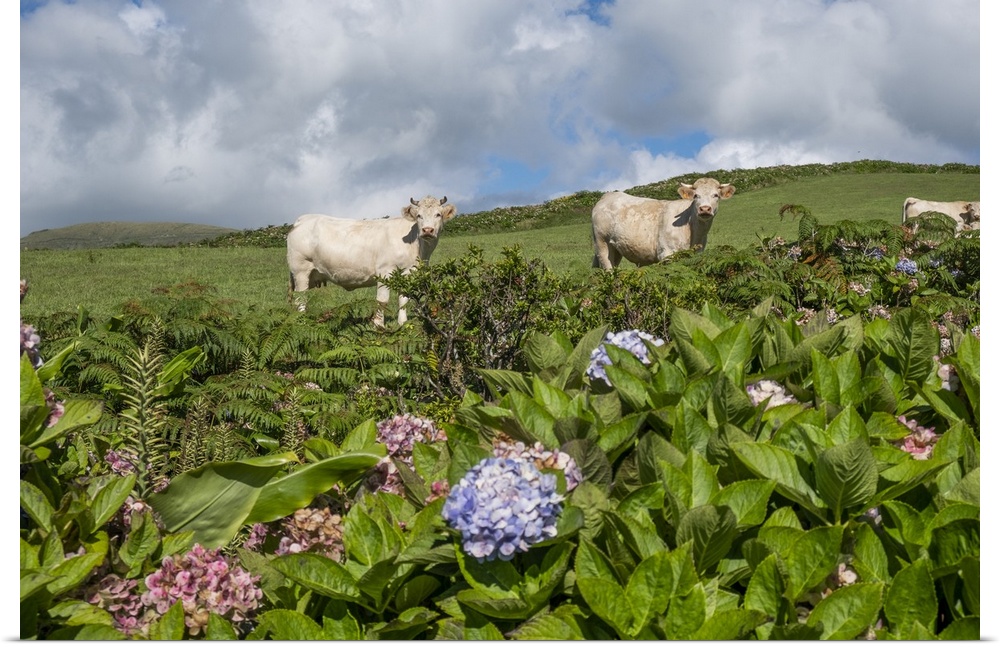 White cows looking at the camera with some hydrangea plants in the foreground, Flores island, Azores islands, Portugal, At...
