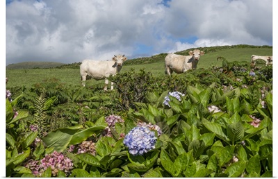 White Cows Looking At The Camera With Some Hydrangea Plants In The Foreground, Portugal