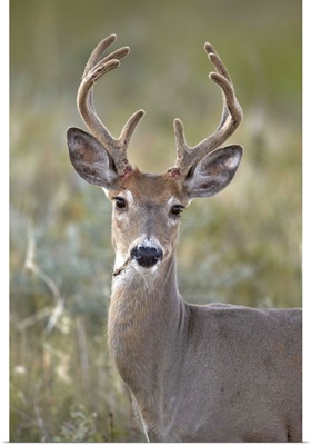 White-tailed deer buck, Custer State Park, South Dakota, USA