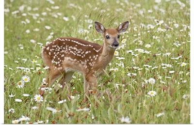 Whitetail deer fawn among oxeye daisy, in captivity, Sandstone, Minnesota