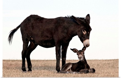 Wild burro jenny biting its foal's ear, Custer State Park, South Dakota