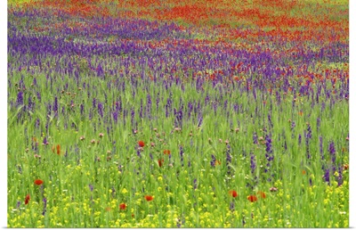 Wild flowers in a spring meadow, Castile la Mancha, Spain