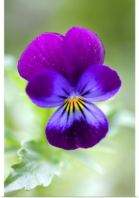 Wild Pansy, Viola tricolor, Bielefeld, NRW, Germany