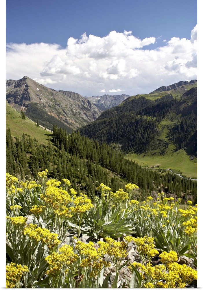 Wildflowers and mountains near Cinnamon Pass, Uncompahgre National Forest, Colorado