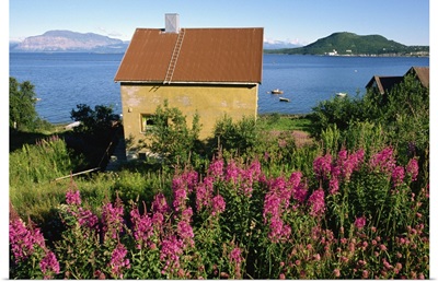 Willowherb on Harstad Bay, north Norway, Scandinavia