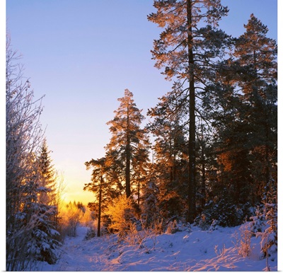 Winter sunset in the forest near Oslo, Norway, Scandinavia, Europe