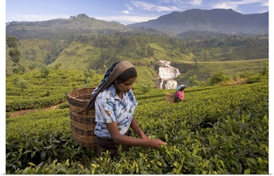 Women tea pickers, Tea Hills, Hill Country, Nuwara Eliya, Sri Lanka, Asia
