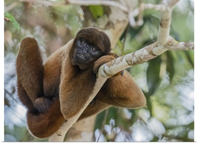Woolly Monkey, In The Trees Along The Yarapa River, Nauta, Peru, South America