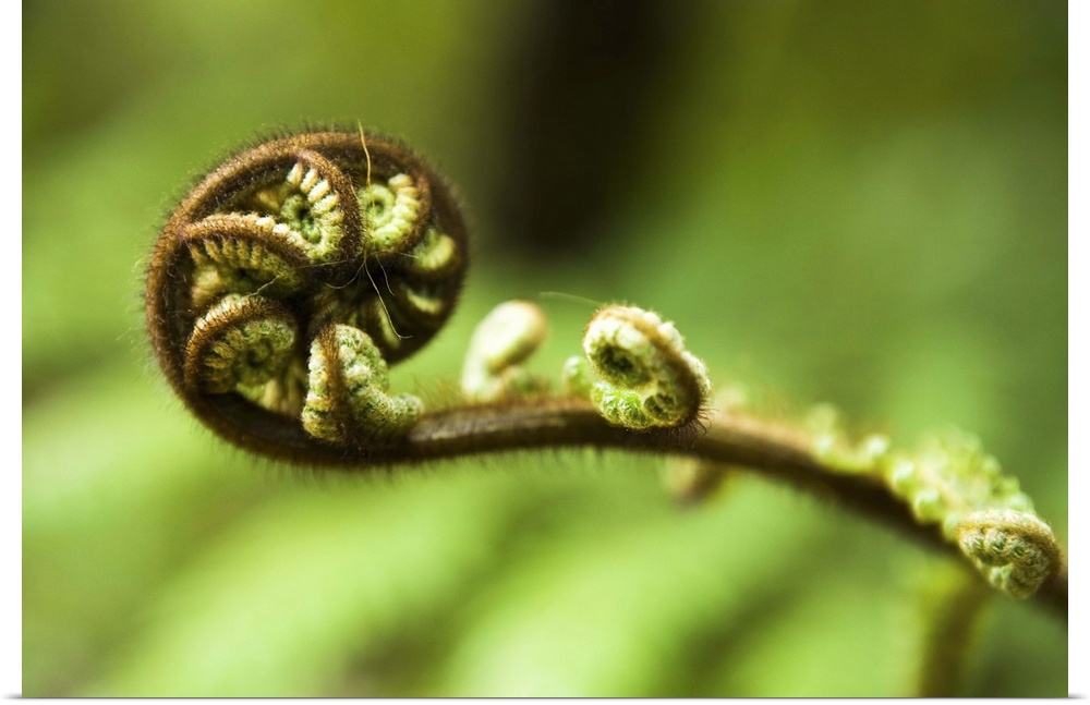 Young frond of fern unfurling