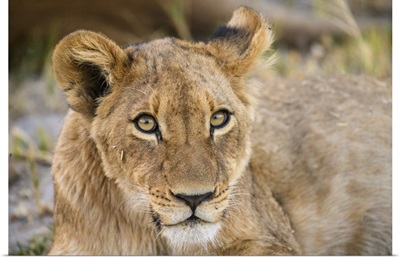 Young Lion Cub, Khwai Private Reserve, Okavango Delta, Botswana, Africa