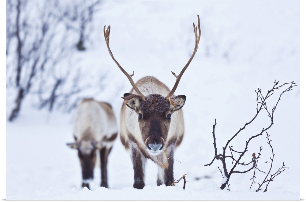 Young reindeer (Rangifer tarandus) grazing, Kvaloya Island, Troms, North Norway, Scandinavia, Europe