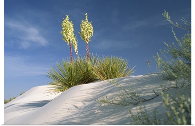 Yucca bloom in Gypsum dunes, White Sands National Monument, New Mexico, USA