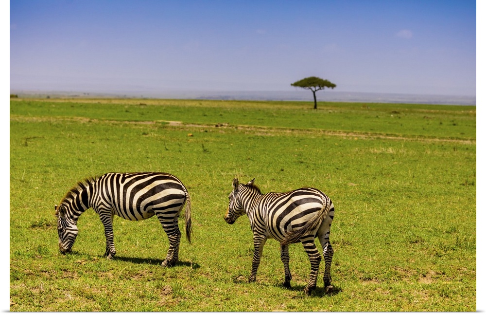 Zebras in the Maasai Mara National Reserve, Kenya, East Africa, Africa