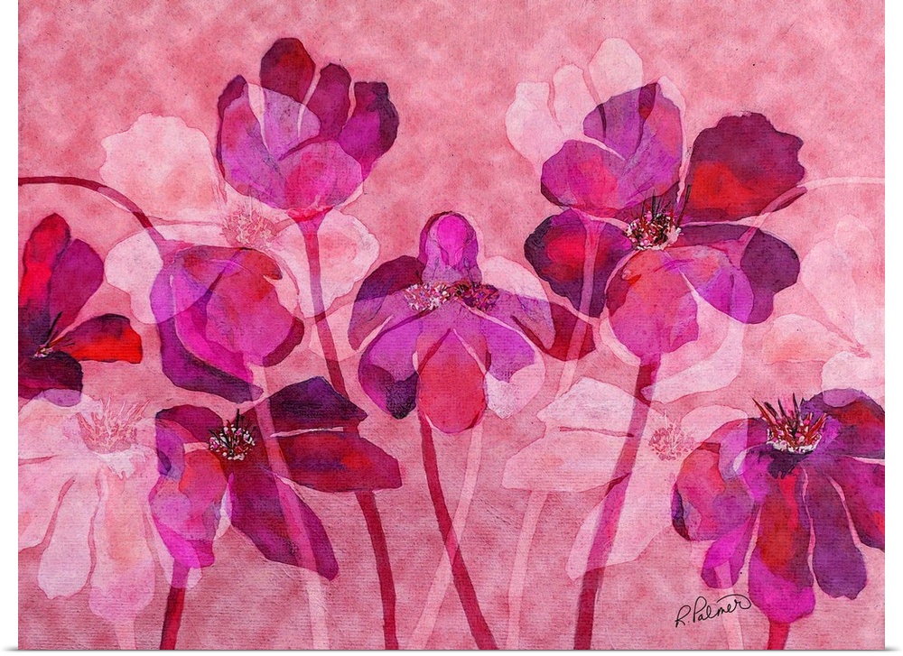 A horizontal image of a group of flowers in varies shades of pink.
