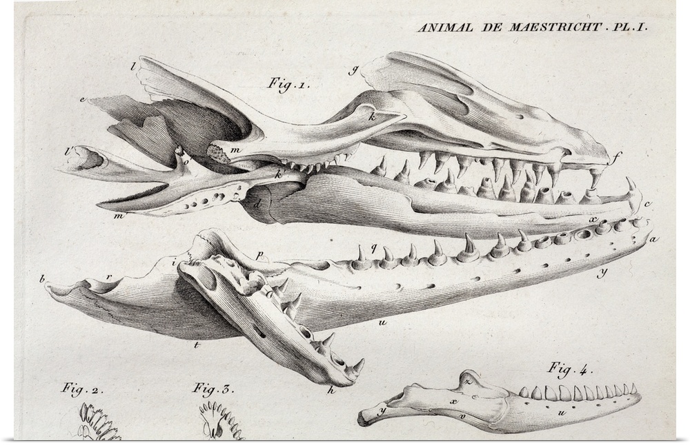 1812 Plate 1 of \the big fossil animal\ (later named Mosasaur hoffmanii) from Vol. III, Cuvier's \Ossamens Fossiles\. The ...