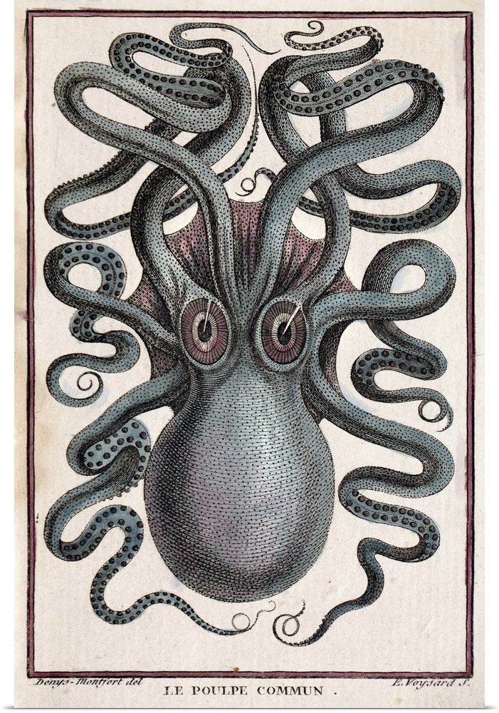 Common Octopus. Pierre Denys de Montfort engraving from "Histoire Naturelle Generale et Particuliere des Mollusques" (2 vo...