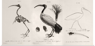 1812 Egyptian Ibis