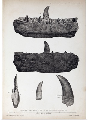 1824 Buckland's Megalosaurus jaw teeth