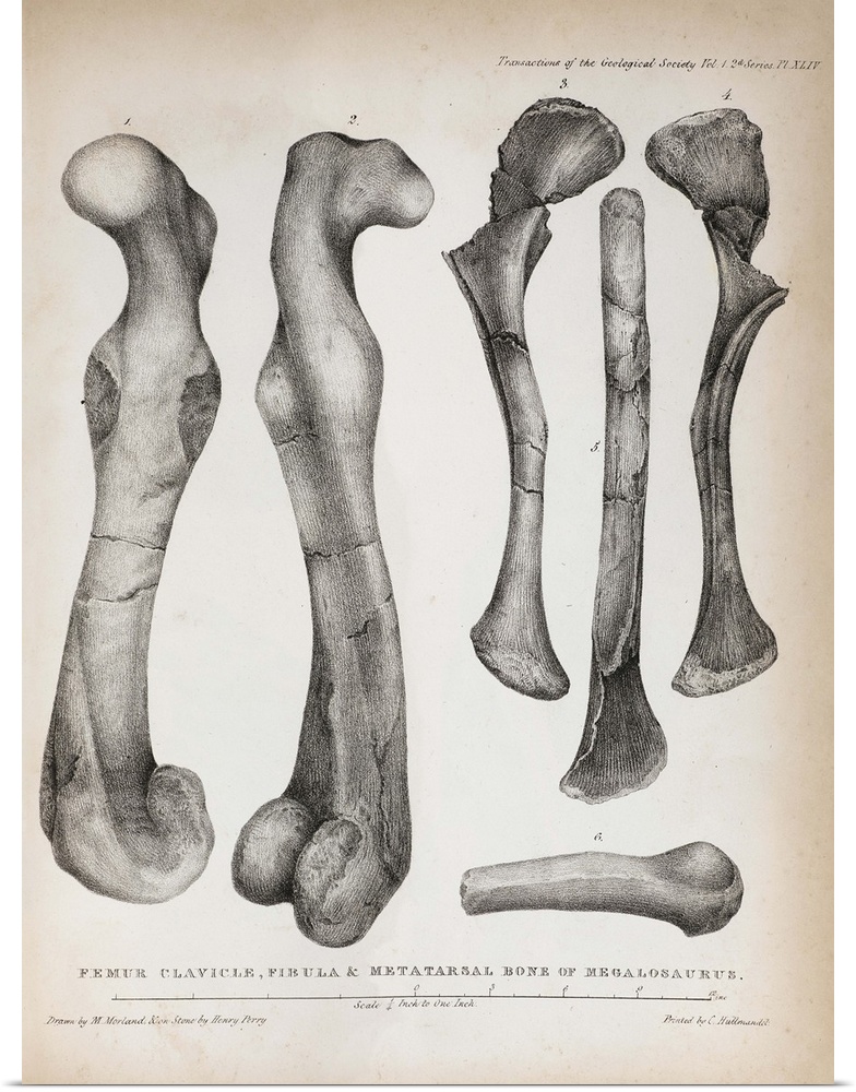 1824 Plate XLIV of Megalosaurus' femur, clavicle, fibula and metatarsals drawn by Mary Moreland, from William Buckland's \...