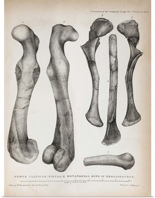 1824 Buckland's Megalosaurus limb bones