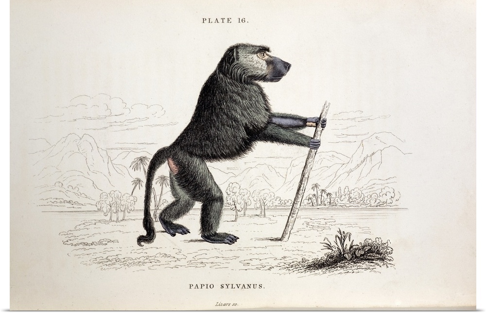 Papio sylvanus, Chacma baboon. Steel plate engraving with contemporary hand colouring from \The Naturalist's\ Mammalia, Vo...