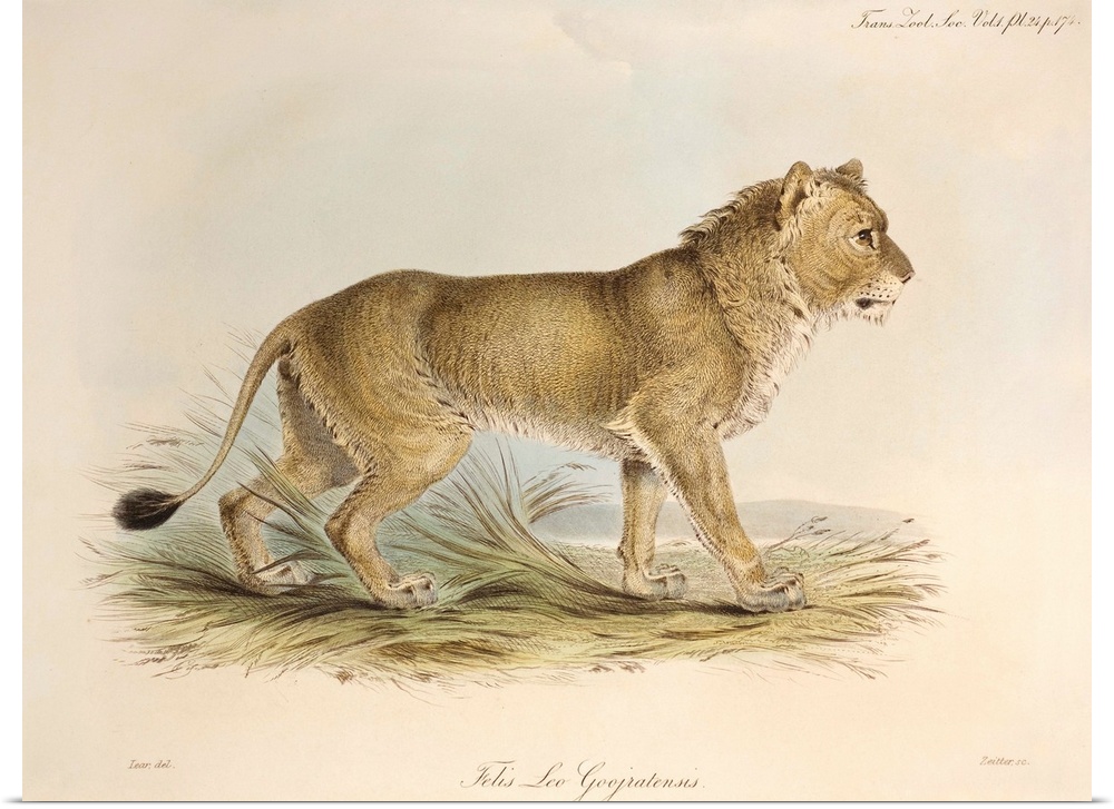Plate 24 from Volume 1 Trans. Zool. Soc. London, 1835, \Some Account of the maneless Lion of Guzerat\ with contemporary ha...