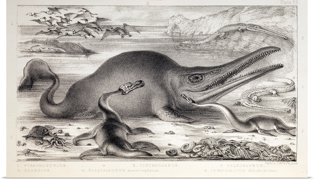 1858 Marine Monsters by Benjamin Waterhouse Hawkins. Plate 23, to face page 33, of the New Edition, postumously published,...