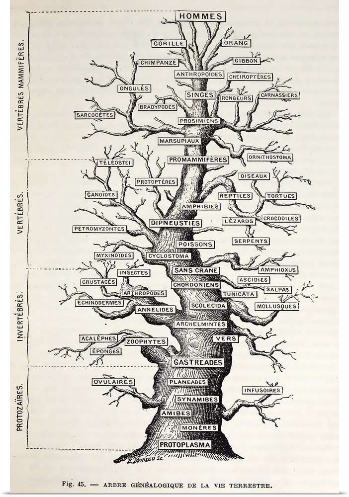\The Human family tree\. An 1886 French illustration copied by Camille Flammarion from Table 12 of Haeckel's 'Anthropogeni...