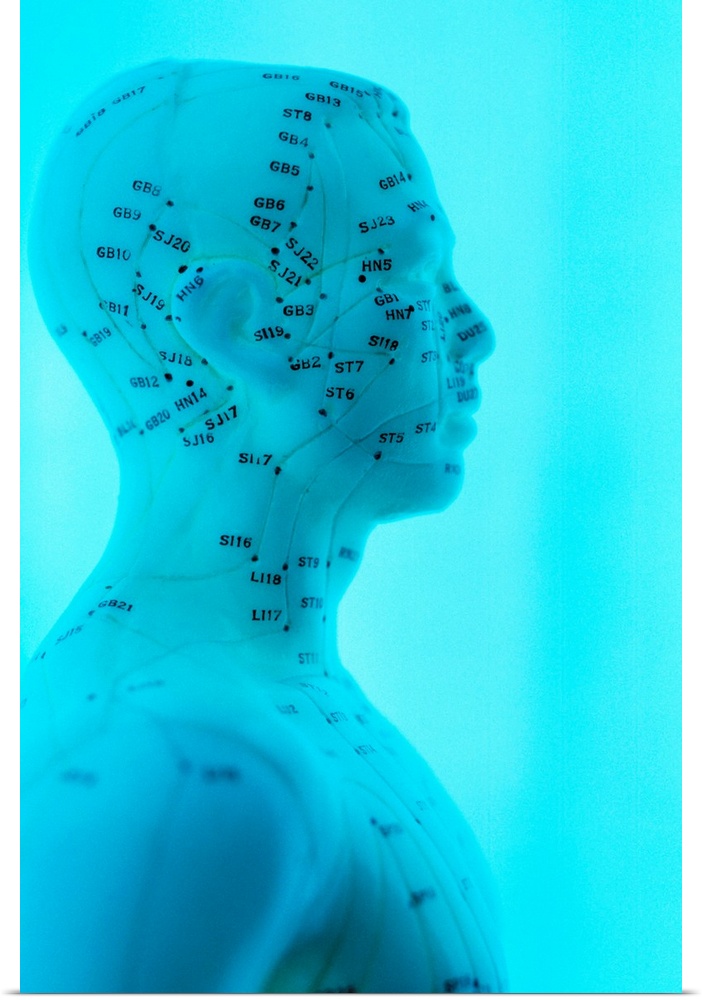 Acupuncture model. Head and upper body of a model of the human body marked with acupuncture points (labelled dots) and mer...