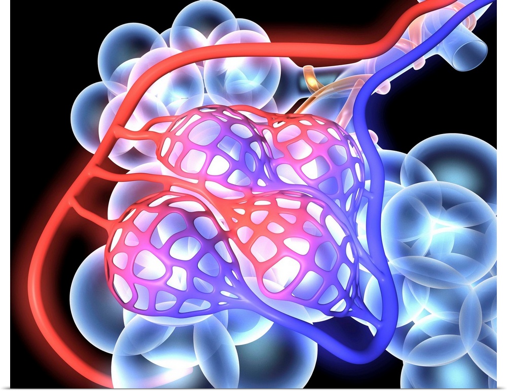 Alveoli. 3d medical illustration showing the alveoli and blood vessels in the human lung.