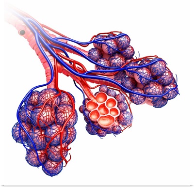 Alveoli Of The Human Lung, Illustration